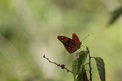 Dione vanillae insularis