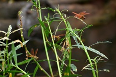 Brachythemis contaminata