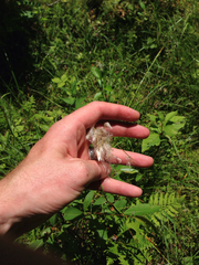 Eriophorum viridicarinatum