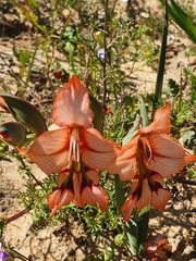 Gladiolus meliusculus