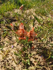 Gladiolus meliusculus