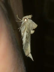 Meliaba pelopsalis