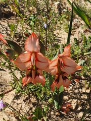 Gladiolus meliusculus