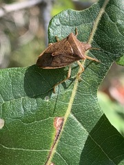 Euschistus ictericus