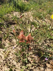 Gladiolus meliusculus