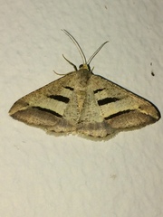 Chiasmia subcurvaria