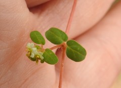 Euphorbia cordifolia