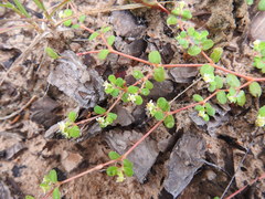 Euphorbia cordifolia