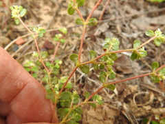 Euphorbia cordifolia