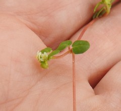 Euphorbia cordifolia