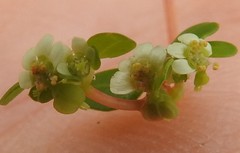 Euphorbia cordifolia