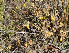 Hermannia stipulacea