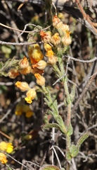 Hermannia stipulacea