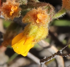 Hermannia stipulacea