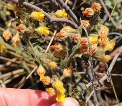 Hermannia stipulacea