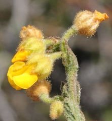Hermannia stipulacea