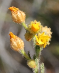 Hermannia stipulacea