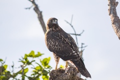 Buteo jamaicensis socorroensis