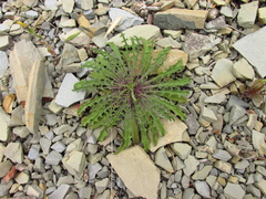 Erysimum callicarpum