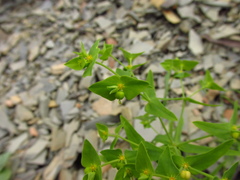 Euphorbia taurinensis