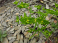 Euphorbia taurinensis