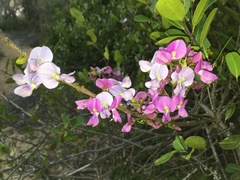 Millettia