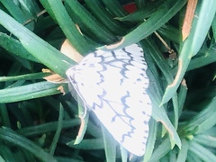 Nepytia phantasmaria