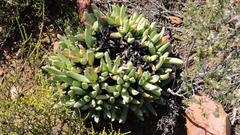 Machairophyllum albidum