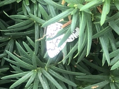 Nepytia phantasmaria