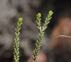 Diosma apetala