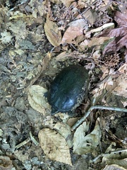 Kinosterninae