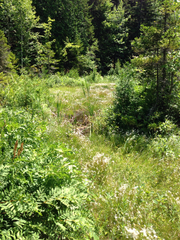 Eriophorum viridicarinatum