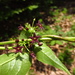 Vincetoxicum scandens - Photo (c) Наталья Гамова, some rights reserved (CC BY-NC), uploaded by Наталья Гамова