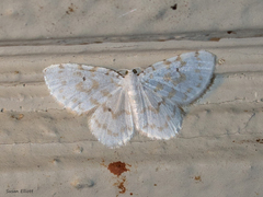 Hydrelia albifera