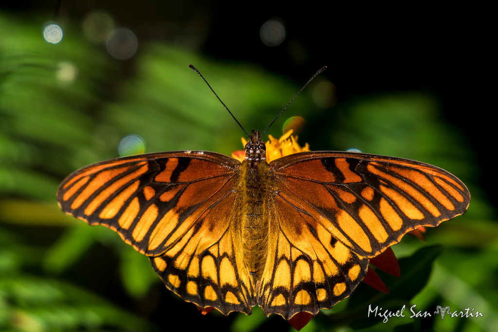 Mariposa pasionaria (Mariposas de Jardín, Antioquia) · iNaturalist