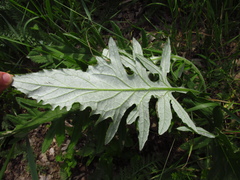 Cirsium ciliatum
