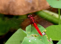 Rhodothemis rufa