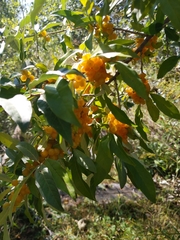 Elaeagnaceae