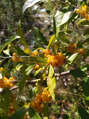 Elaeagnaceae