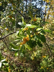 Elaeagnaceae