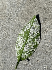 Aleurothrixus floccosus