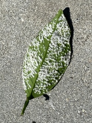 Aleurothrixus floccosus