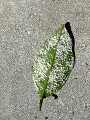 Aleurothrixus floccosus