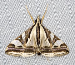 Agrioglypta excelsalis