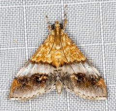 Tetracona amathealis