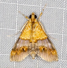 Tetracona amathealis