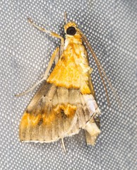Tetracona amathealis