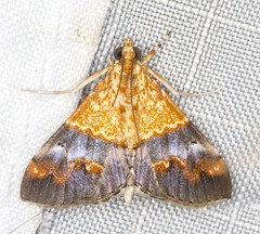 Tetracona amathealis