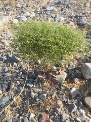 Eriogonum rixfordii