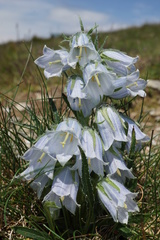 Campanula alpina